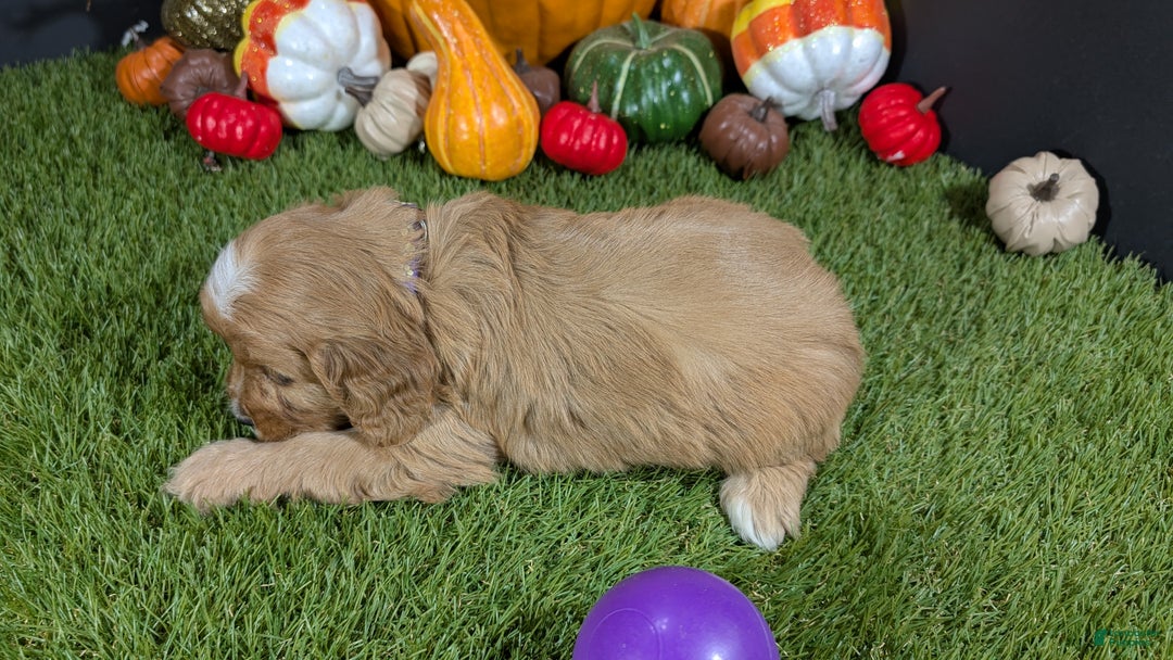 Cavapoo dogs for sale: Cavapoo Puppy 2 - Ad 5