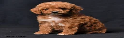Toy Poodle dogs for sale: Clara - Ad 4