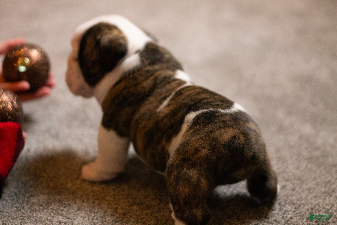 English Bulldog dogs for sale: Lucy - Ad 14