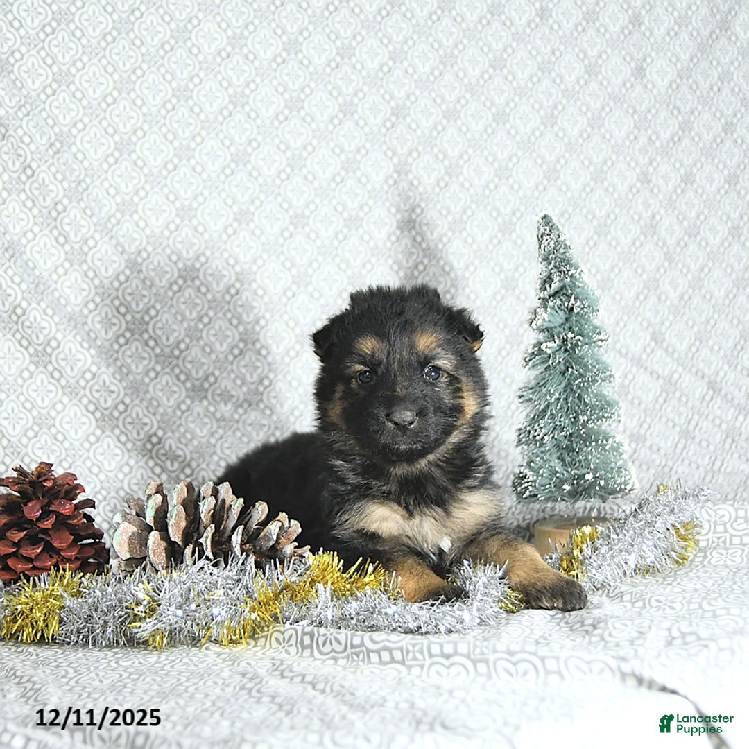 German Shepherd dogs for sale: Ozzy - Ad 1