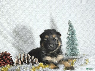 German Shepherd dogs Ozzy - Ad 29