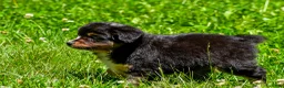 Miniature Australian Shepherd dogs for sale: Felisha - Ad 16