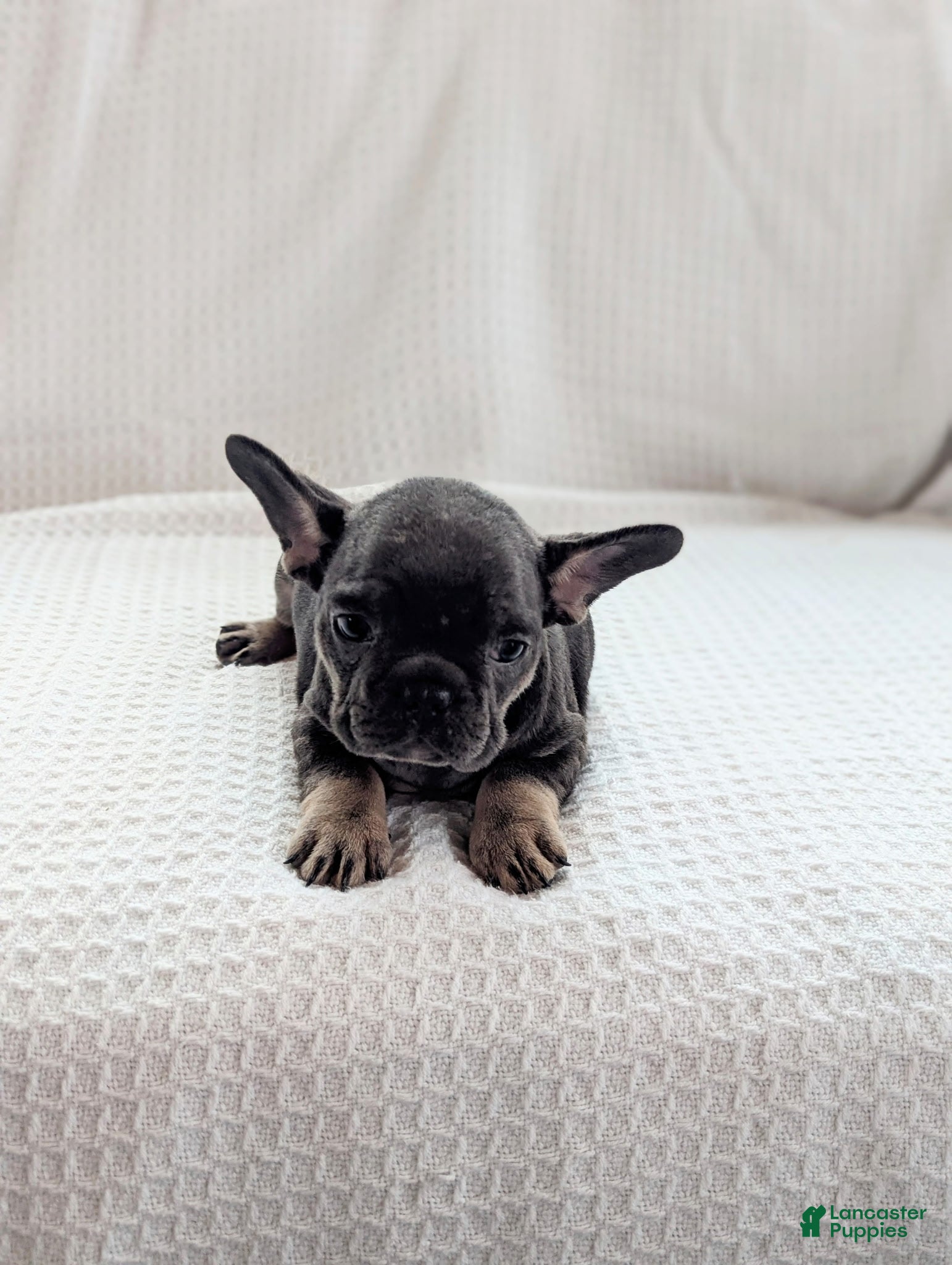 French Bulldog dogs Mojo - Ad 2