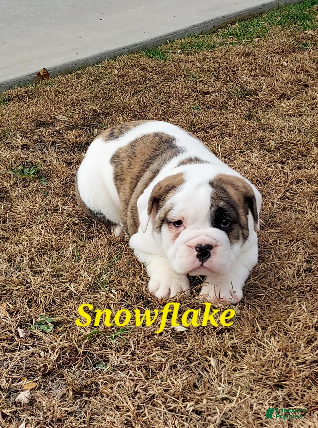 Gallery Image {{count}}