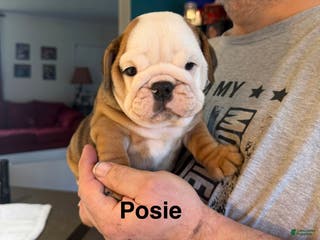 English Bulldog dogs Posie - Ad 13