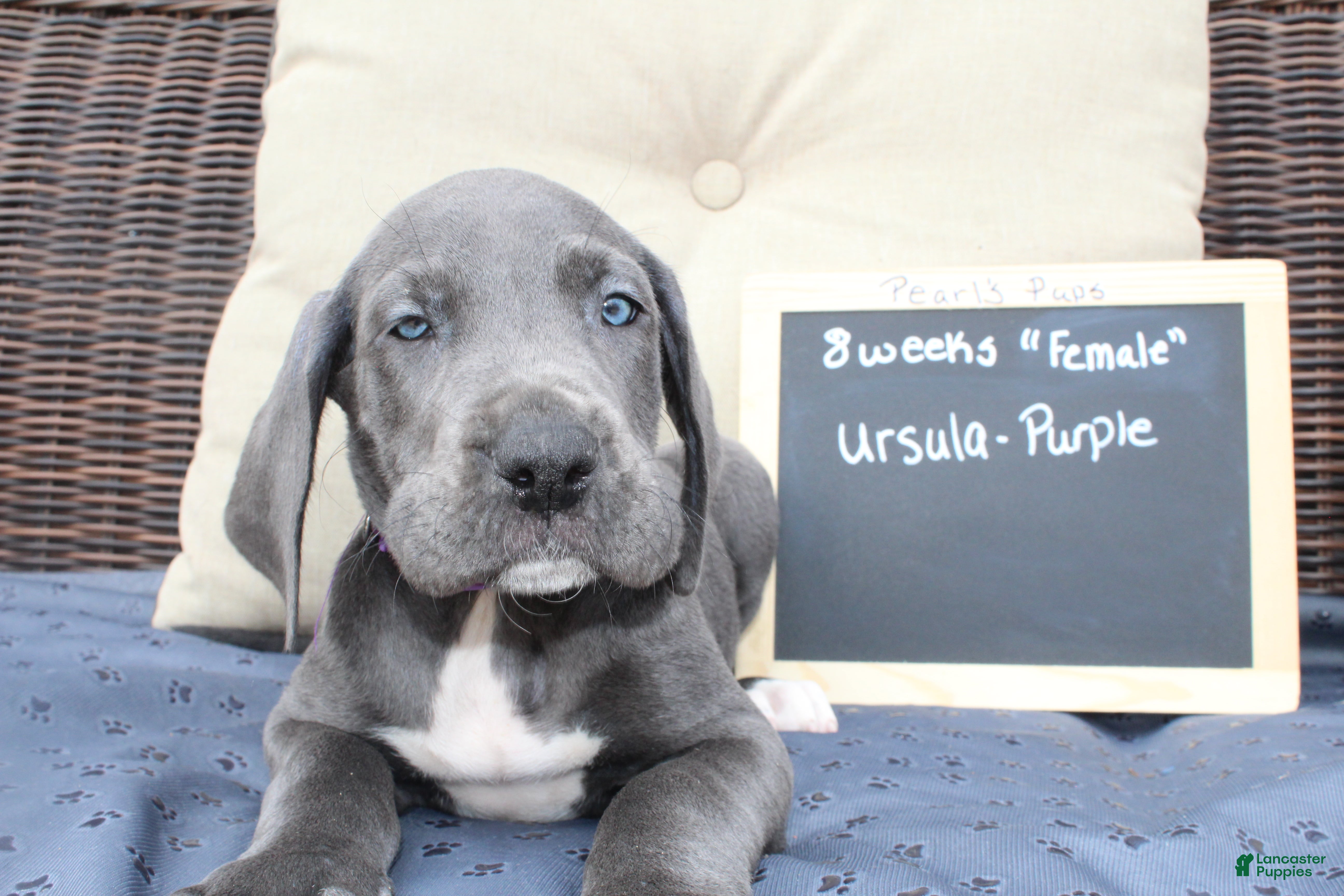 Great Dane dogs Ursula - Ad 8