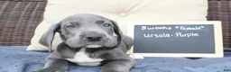 Great Dane dogs for sale: Ursula - Ad 1