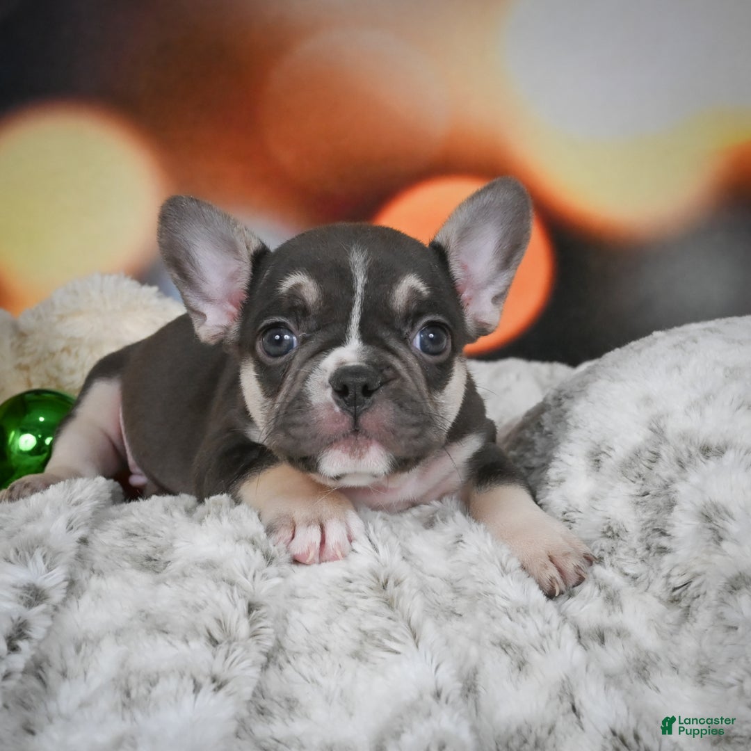 French Bulldog dogs for sale: Conrad - Ad 11