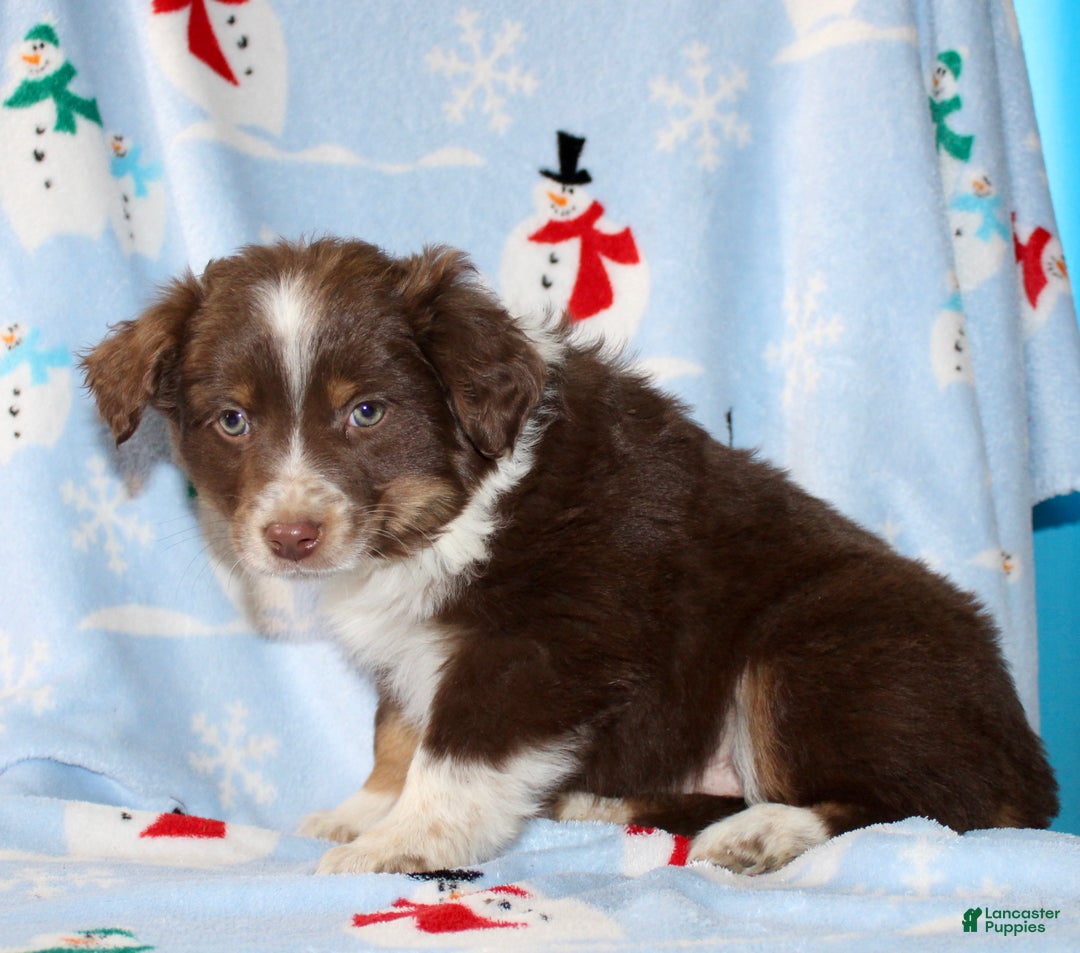 Australian Shepherd dogs for sale: Duke - Ad 4