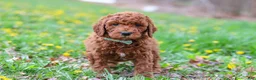 Goldendoodle dogs for sale: Carson F1b - Ad 6