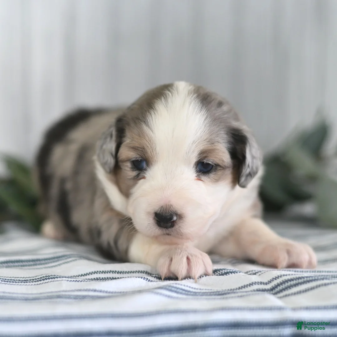 Miniature Australian Shepherd dogs for sale: Ginger  - Ad 3