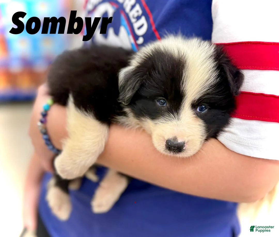 Border Collie dogs for sale: Sombyr - Ad 2