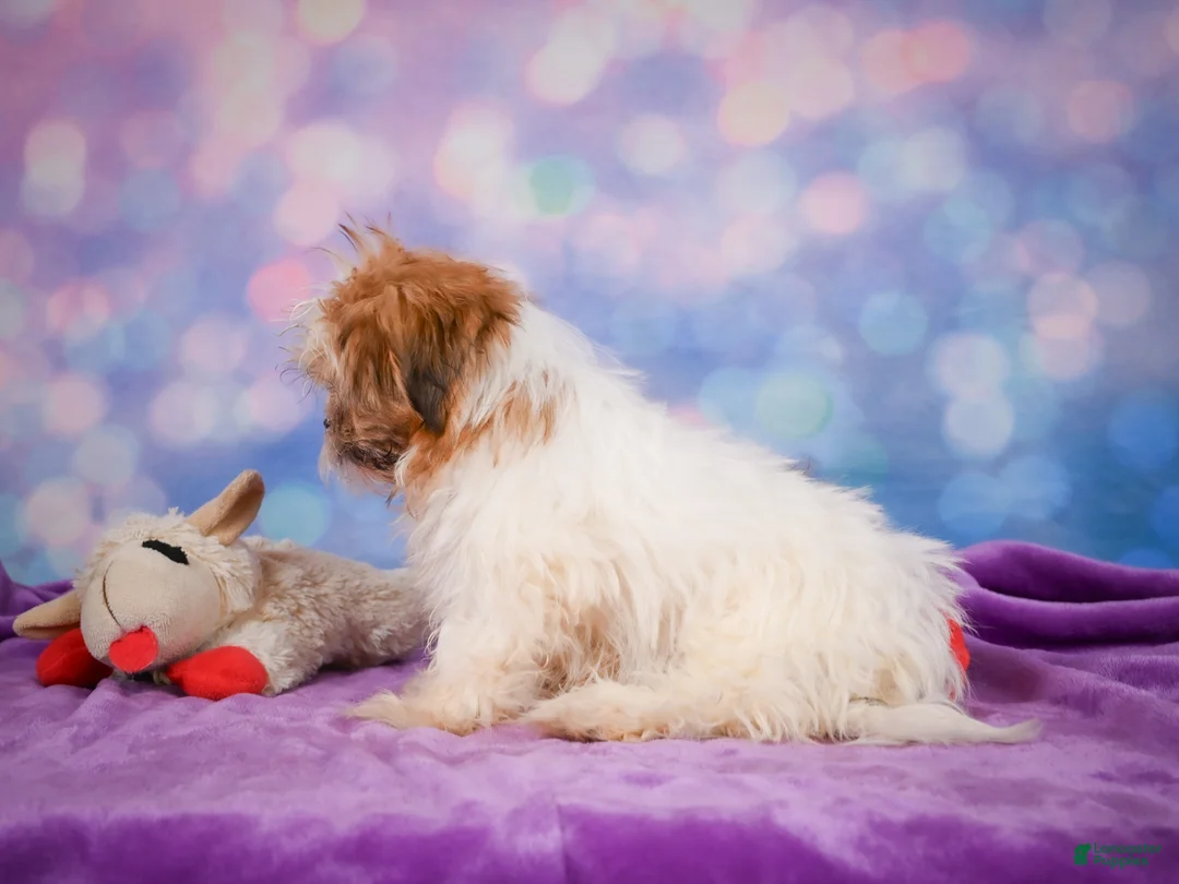 Shih Tzu dogs for sale: Bella - Ad 14