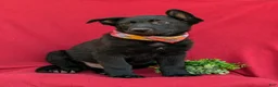 German Shepherd dogs for sale: Maverick - Ad 3