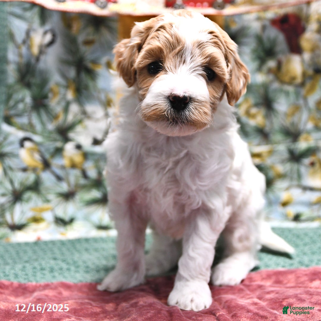 Goldendoodle dogs for sale: Maggie - Ad 1