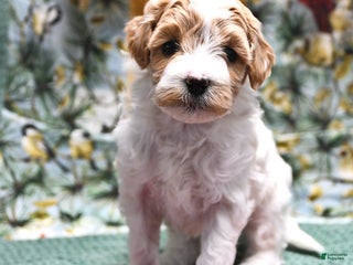 Goldendoodle dogs Maggie - Ad 1