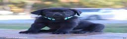 Labrador Retriever dogs for sale: Crystal - Ad 3