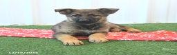 German Shepherd dogs for sale: Heidi - Ad 2