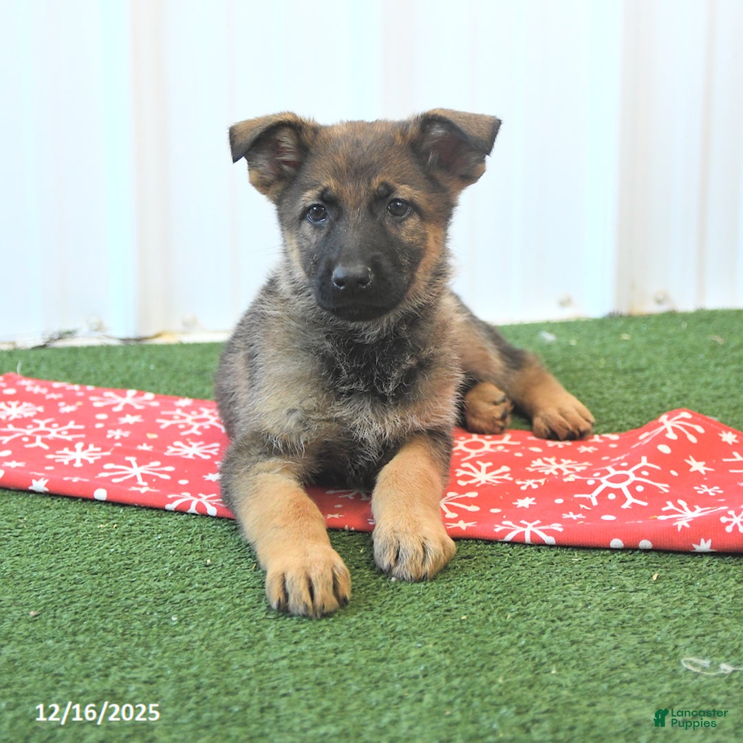 German Shepherd dogs for sale: Heidi - Ad 2