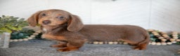 Miniature Dachshund dogs for sale: Lacy - Ad 1