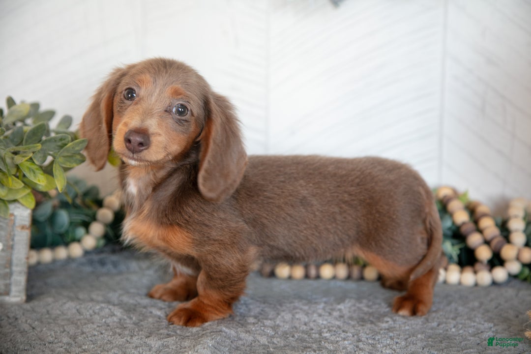 Miniature Dachshund dogs for sale: Lacy - Ad 1