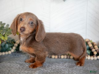 Miniature Dachshund dogs Lacy - Ad 39