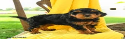 Mini Bernedoodle dogs for sale: Chloe - Ad 3