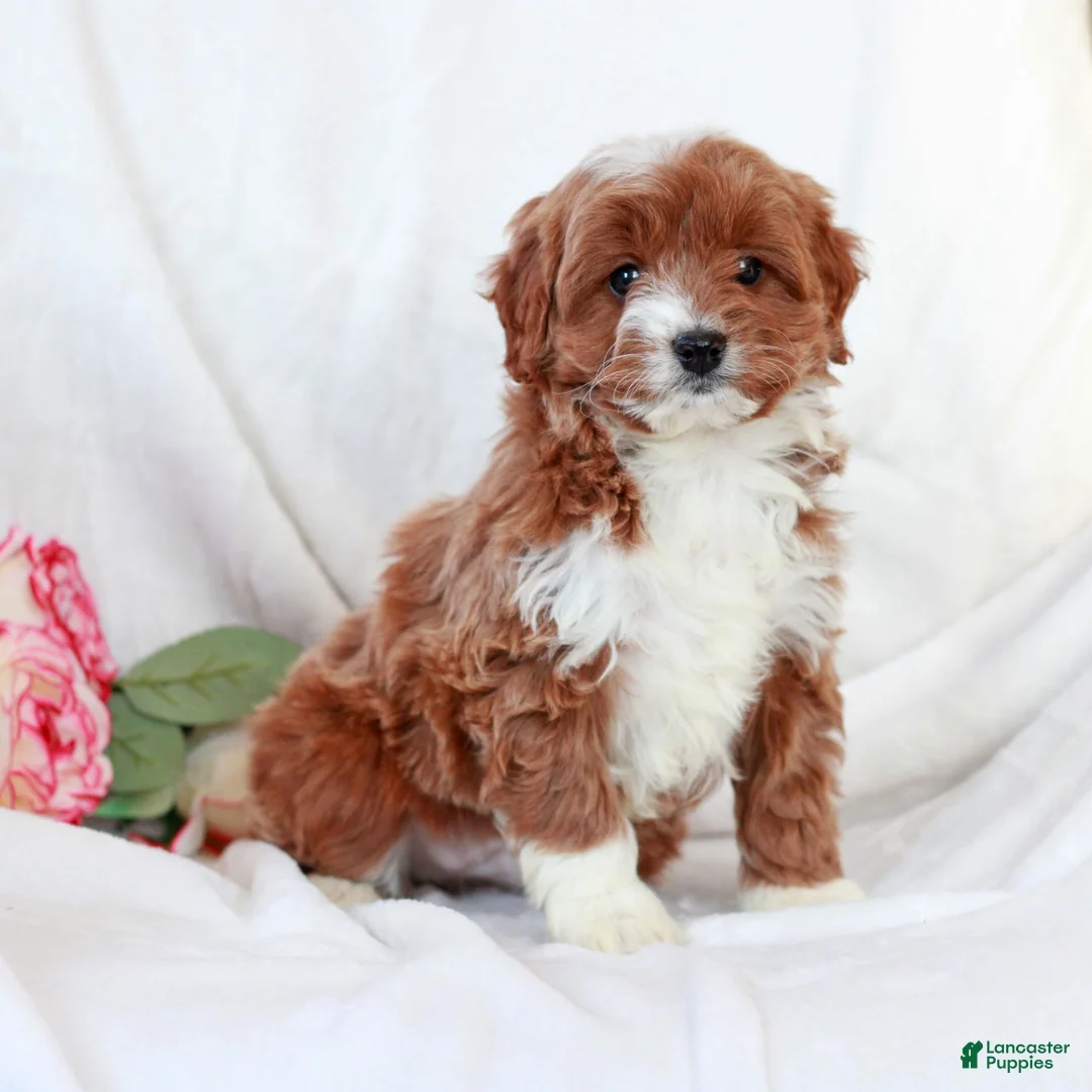 Cavapoo dogs for sale: Lucas  - Ad 2