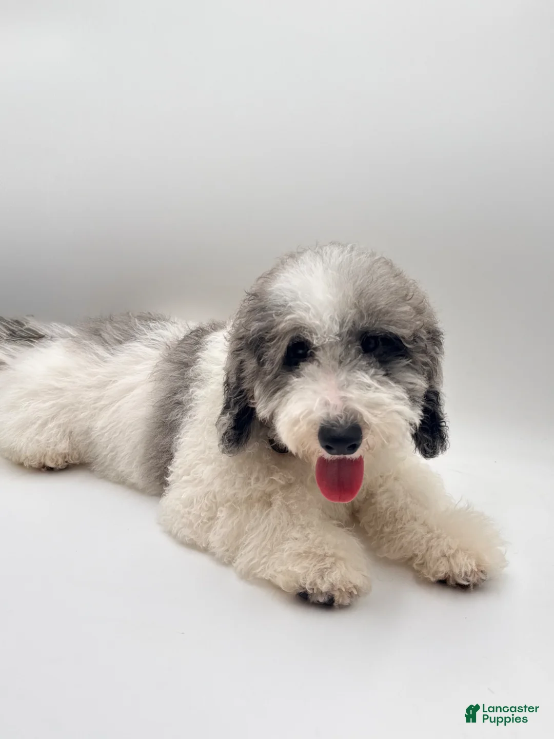 Mini Goldendoodle dogs for sale: Nonna - Ad 2