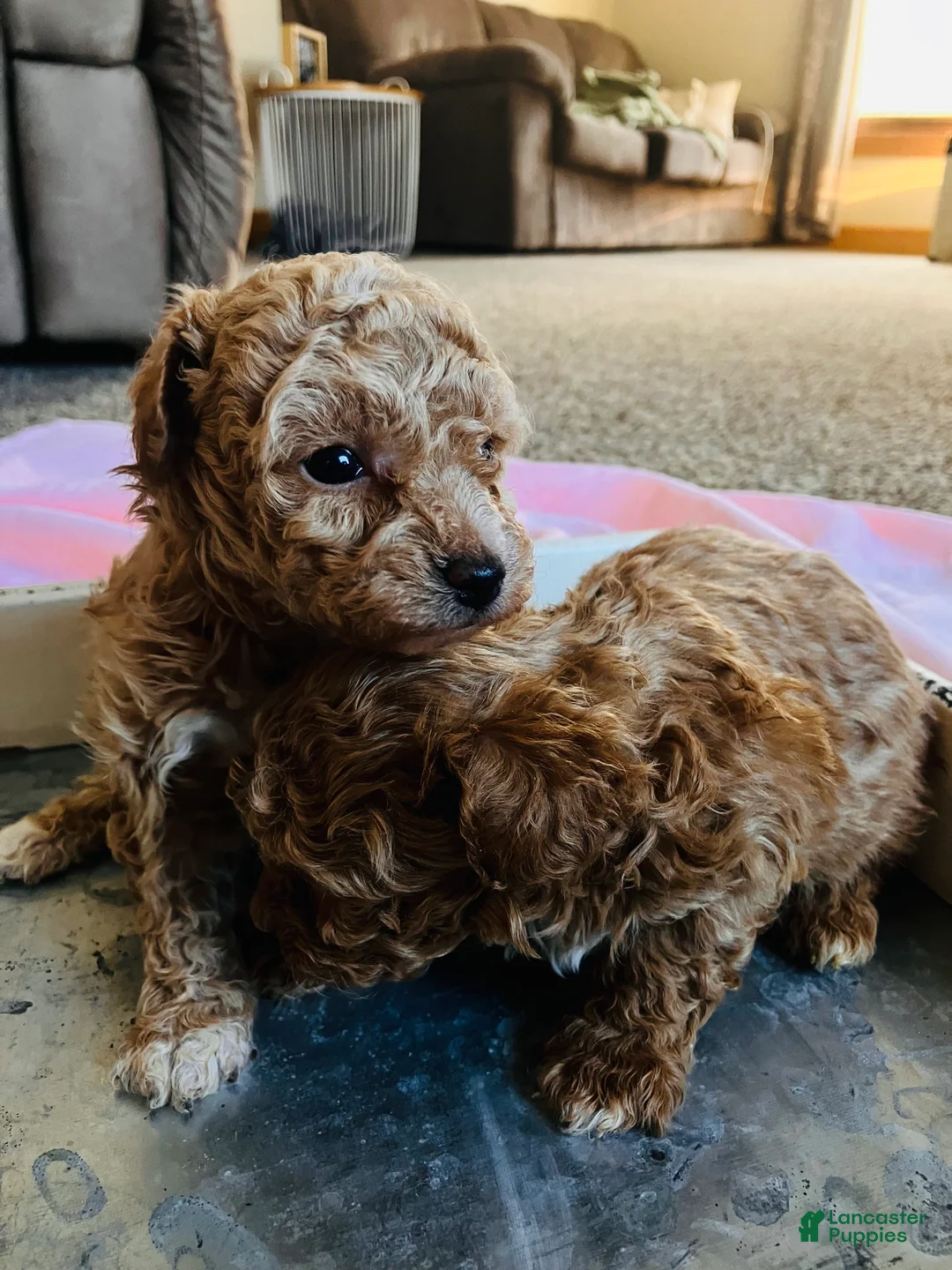 Toy Poodle dogs for sale: LITTLE ARCHIE - Ad 29