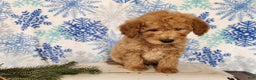 Mini Goldendoodle dogs for sale: Dover - Ad 14