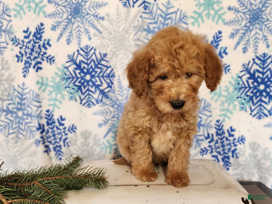Mini Goldendoodle dogs for sale: Dover - Ad 14