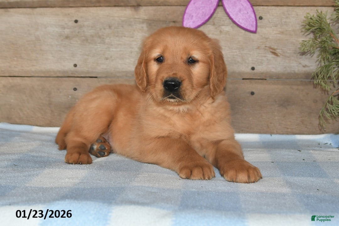 Golden Retriever dogs for sale: Dewey - Ad 1