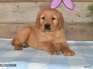 Golden Retriever dogs Dewey - Ad 30