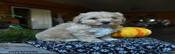 Maltipoo dogs for sale: Peter - Ad 6