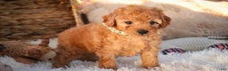 Miniature Poodle dogs for sale: Hunter - Ad 6