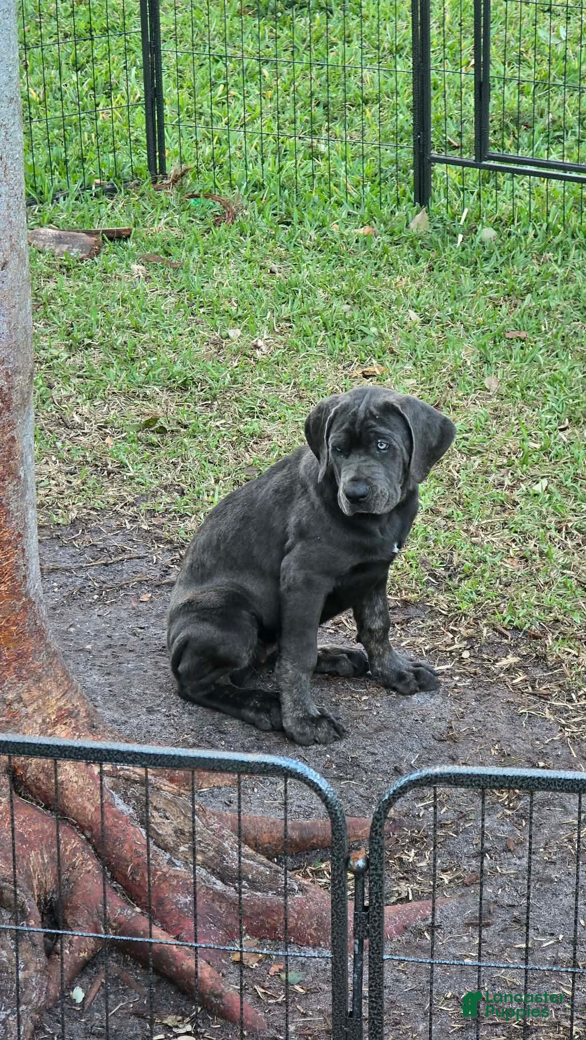 Cane Corso dogs Sophie - Ad 2