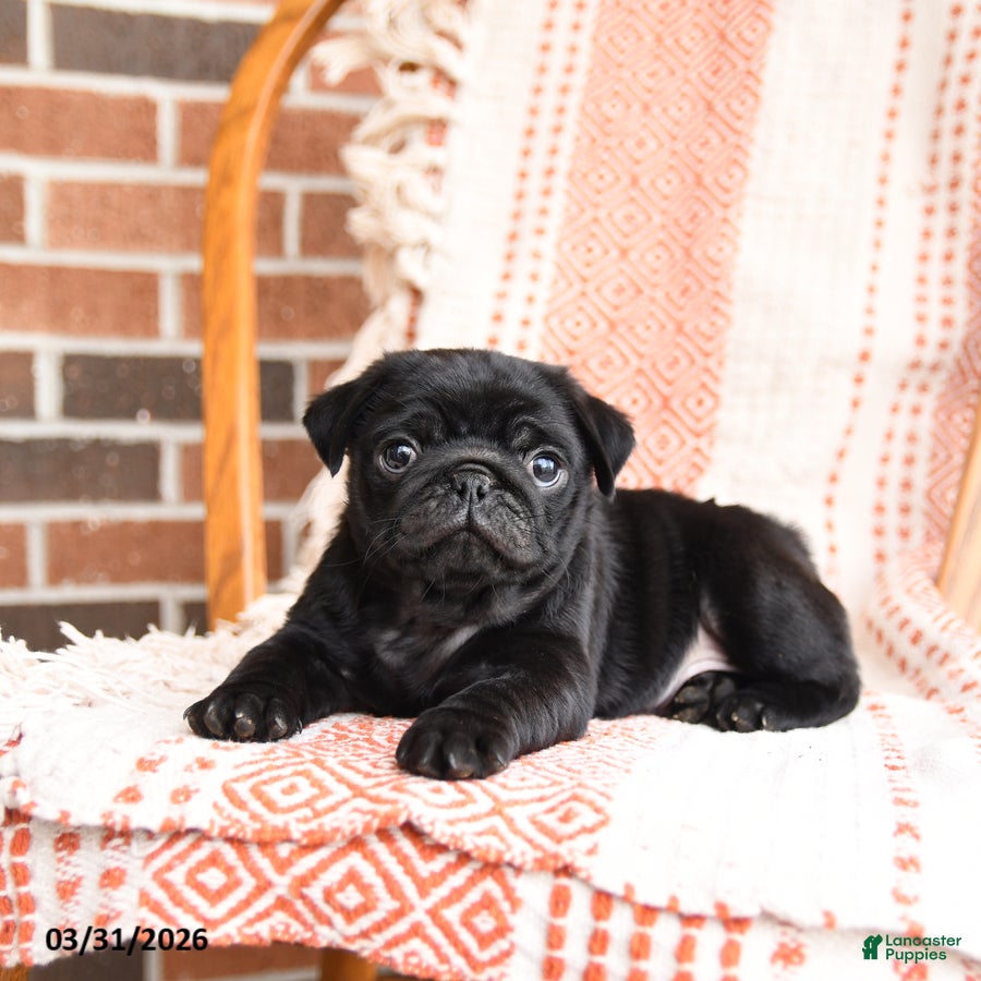 Pug dogs Oliver - Ad 2