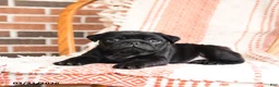 Pug dogs for sale: Oliver - Ad 2