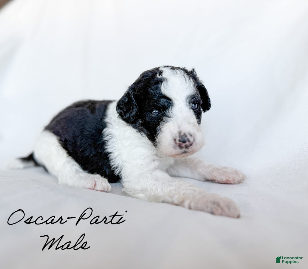 Standard Poodle dogs for sale: Oscar - Ad 2