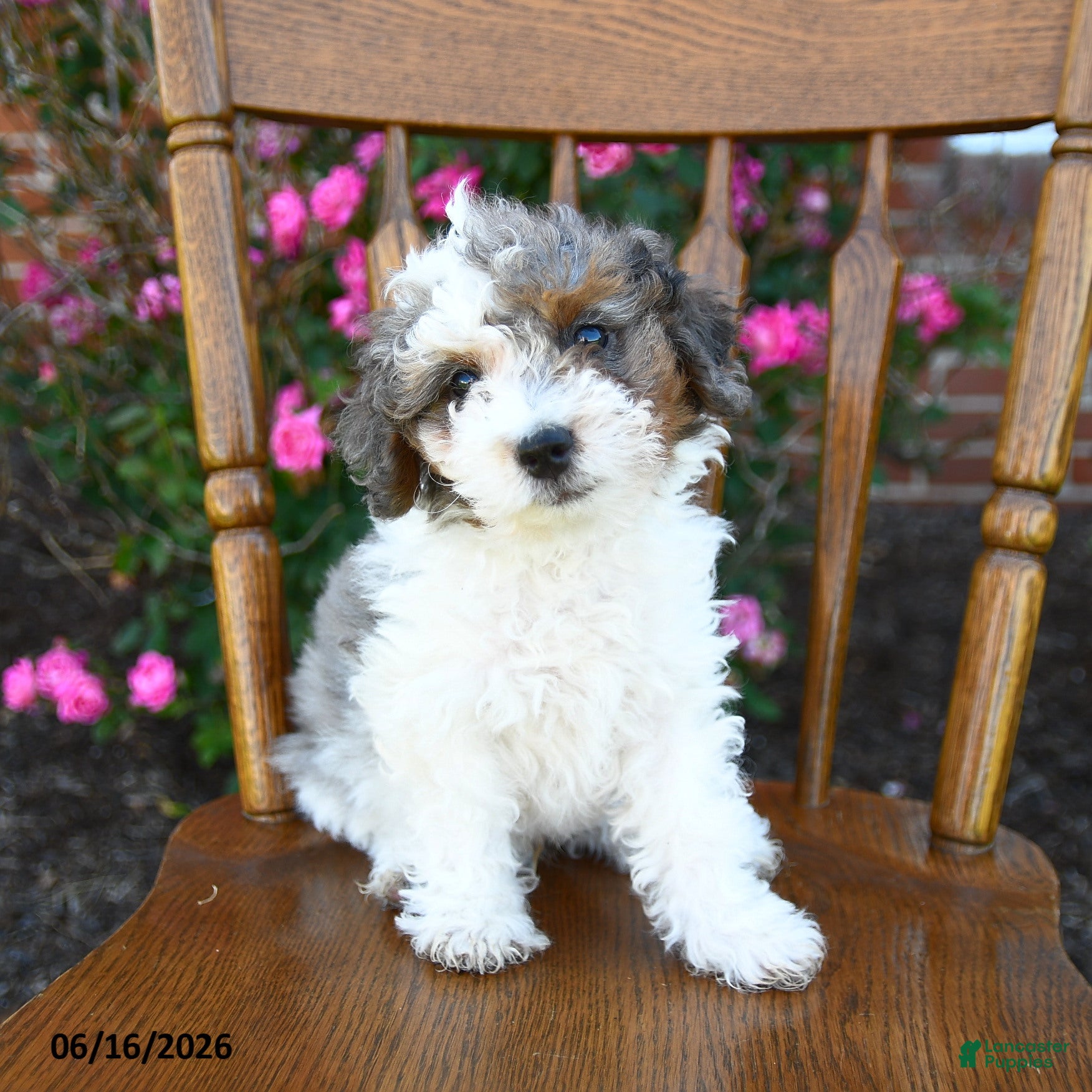 Miniature Poodle dogs Candy - Ad 1