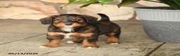 Double Doodle dogs for sale: Caramel - Ad 3