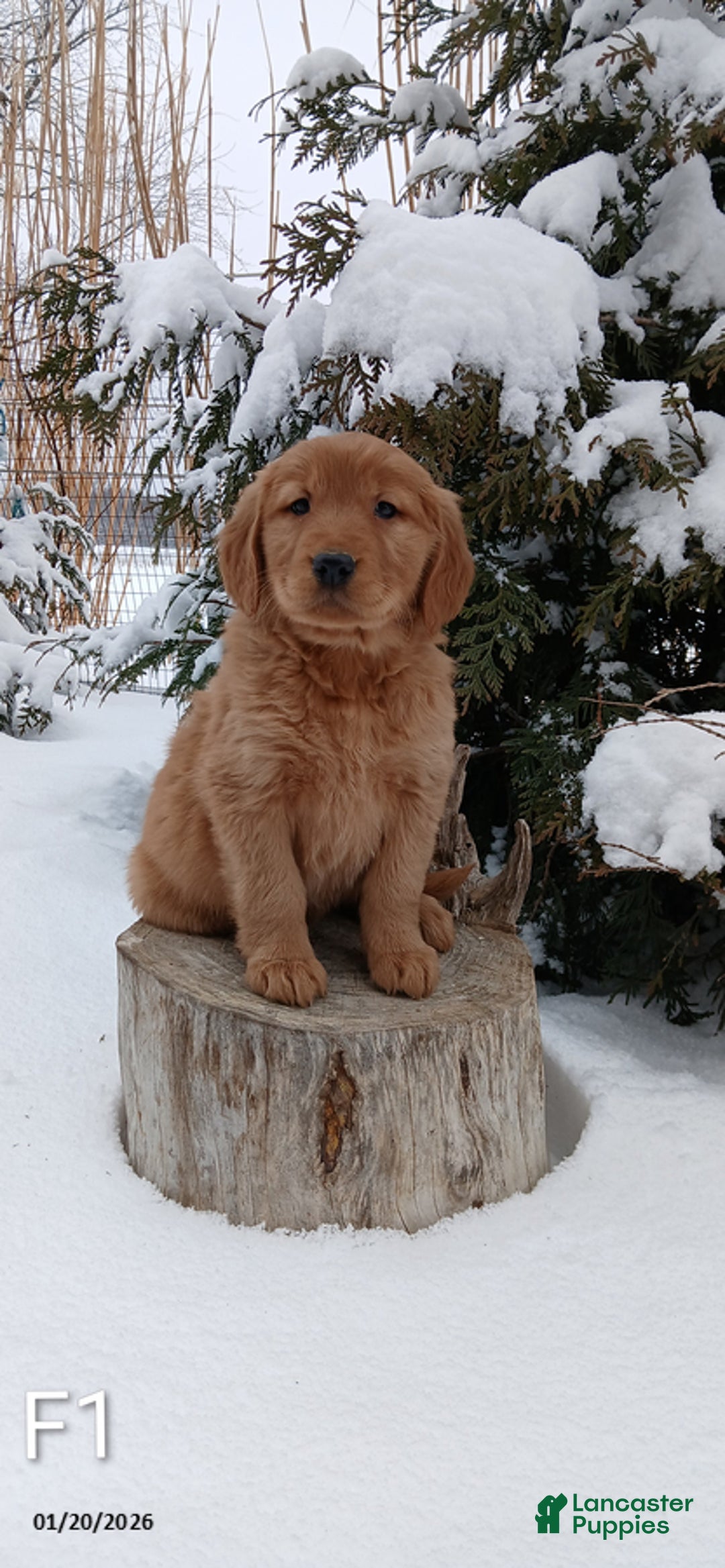 Golden Retriever dogs for sale: Mandy - Ad 1