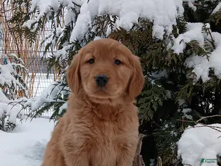 Golden Retriever dogs Mandy - Ad 41