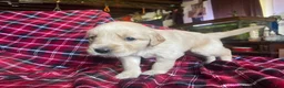 Golden Retriever dogs for sale: Lucas - Ad 13