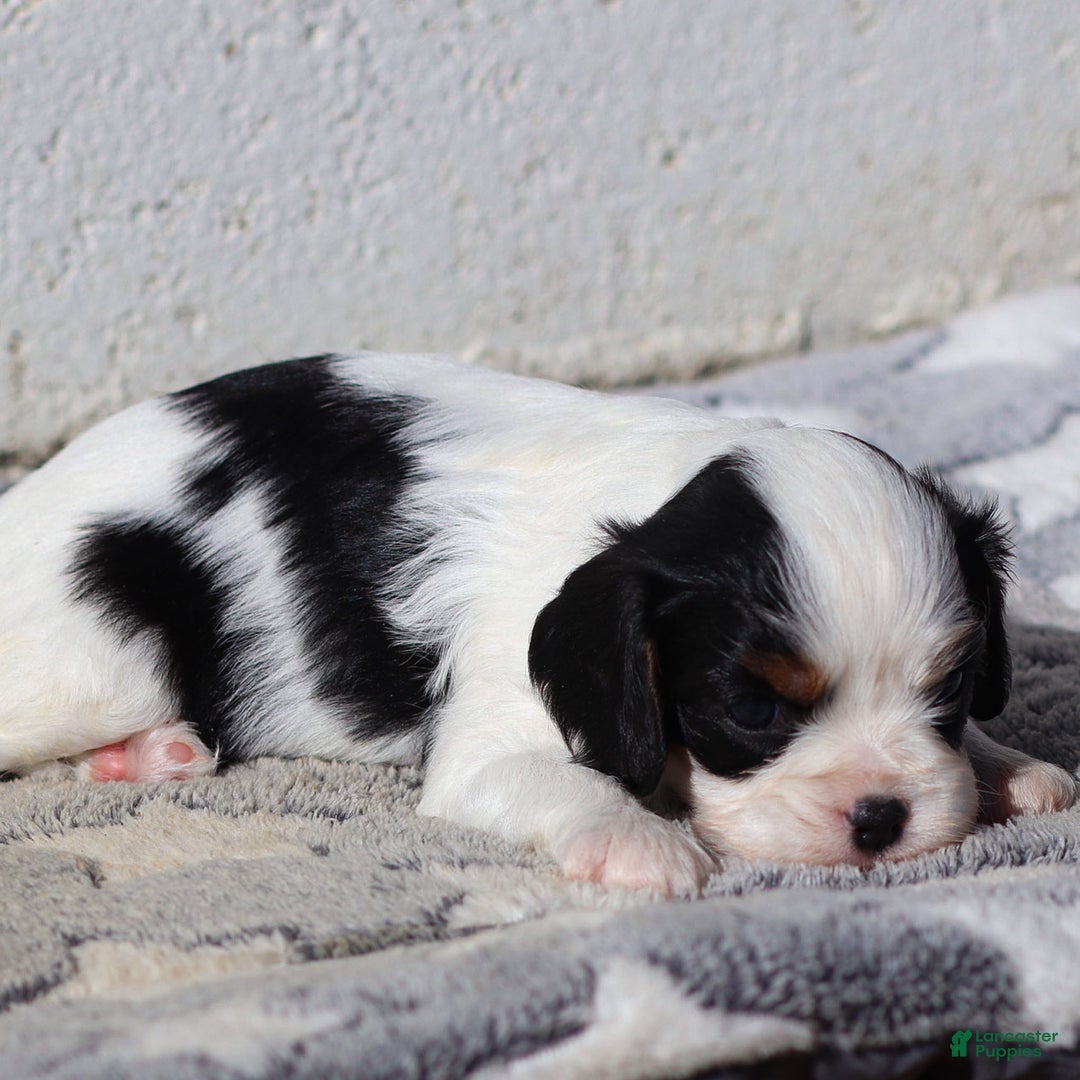 Cavalier King Charles Spaniel dogs for sale: Myles - Ad 6