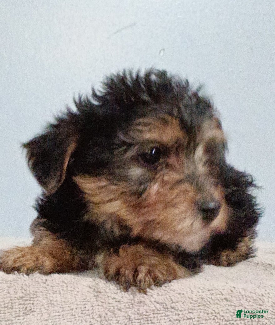 Yorkiepoo dogs Link - Ad 1