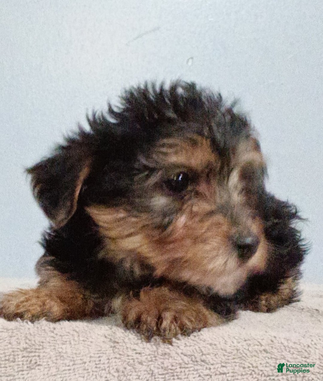 Yorkiepoo dogs for sale: Link - Ad 1
