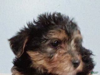 Yorkiepoo dogs Link - Ad 32