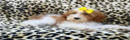 Miniature Poodle dogs for sale: Jazzy - Ad 2